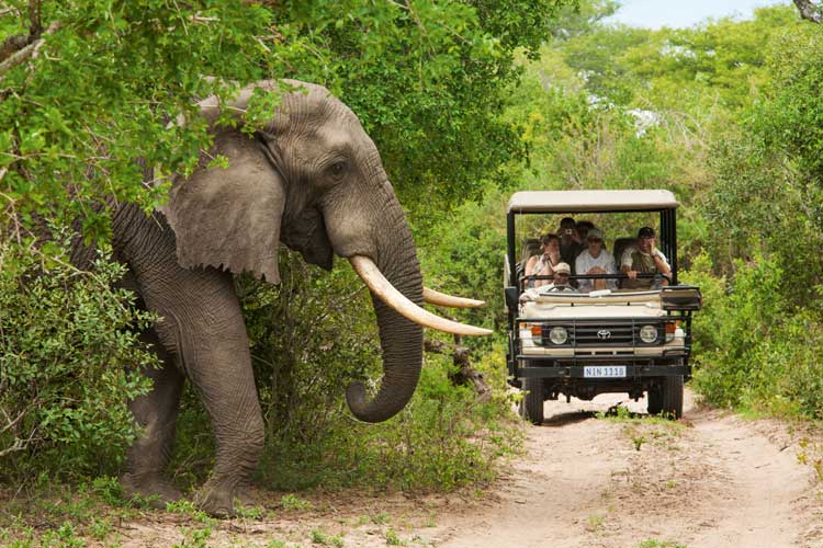 Parque-Nacional-Kruger-2